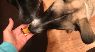 Acorn Squash Makes a Great Dog Treat for the Fall Season