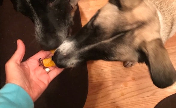 Acorn Squash Makes a Great Dog Treat for the Fall Season