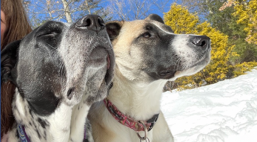How does a dog's sense of smell compare to yours?