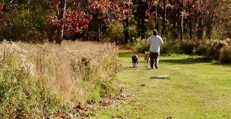 How to Engage Your Dog's Sense of Smell