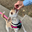 Load image into Gallery viewer, Good Paws Apple treat fan
