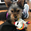 Load image into Gallery viewer, Lady the Yorkie LOVES Good Paws Parmesan Cheese treats