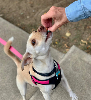 Good Paws Apple treat fan